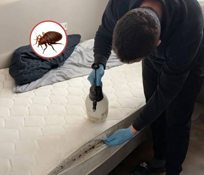 Technicien traitant un matelas contre les punaises de lit à Théméricourt